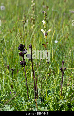 Moor-king, Moorking (Pedicularis sceptrum-carolinum), blooming and fruiting, Germany, Bavaria, Oberbayern, Upper Bavaria Stock Photo