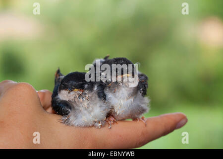 common house martin (Delichon urbica), two young swallows in a hand, Germany Stock Photo