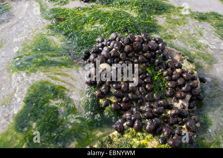 common periwinkle, common winkle, edible winkle (Littorina littorea), winkles at ebb-tide on stones, Germany Stock Photo