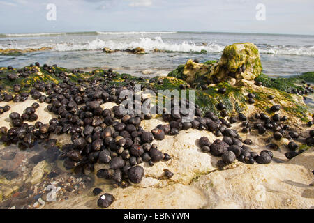 common periwinkle, common winkle, edible winkle (Littorina littorea), winkles at ebb-tide on stones, Germany Stock Photo