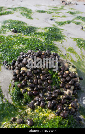 common periwinkle, common winkle, edible winkle (Littorina littorea), winkles at ebb-tide on stones, Germany Stock Photo