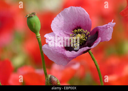 opium poppy (Papaver somniferum), in front of a poppy field, Germany Stock Photo