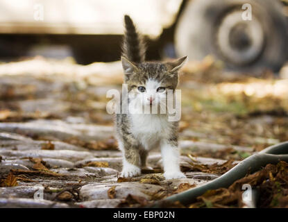 domestic cat, house cat (Felis silvestris f. catus), brown tabby kitten on cobbled road , Germany, Baden-Wuerttemberg