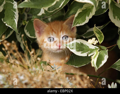 domestic cat, house cat (Felis silvestris f. catus), red tabby kitten peering curiosity under a bush, Germany, Baden-Wuerttemberg Stock Photo