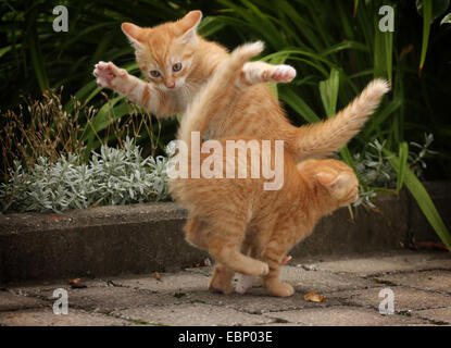 domestic cat, house cat (Felis silvestris f. catus), two red tabby kittens playfully fighting with each other, Germany, Baden-Wuerttemberg Stock Photo