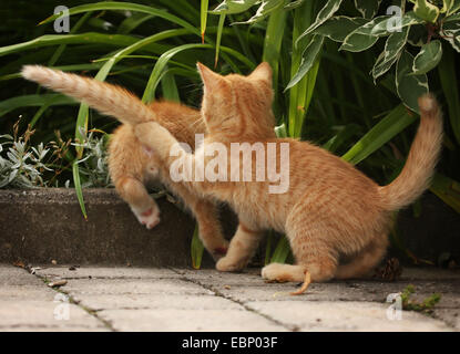domestic cat, house cat (Felis silvestris f. catus), two red tabby kittens playfully fighting with each other, Germany, Baden-Wuerttemberg Stock Photo