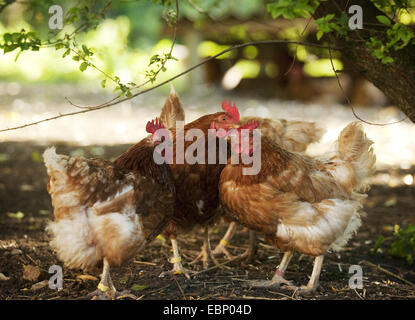 domestic fowl (Gallus gallus f. domestica), some brown hens standing under a bush, Germany, Baden-Wuerttemberg Stock Photo