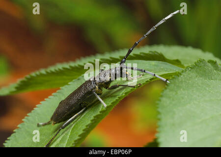 Beech capricorn beetle, Small oak capricorn beetle (Cerambyx scopolii), on a leaf, Germany Stock Photo