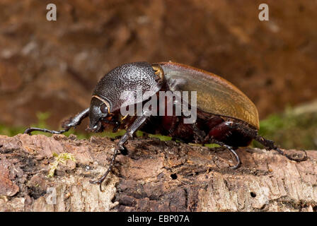 Three-horned Beetle (Chalcosoma caucasus), female on bark Stock Photo