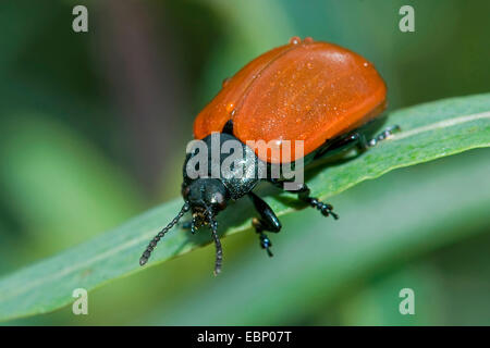 Red poplar leaf-beetle, Poplar leaf beetle, Poplar beetle (Chrysomela populi, Melasoma populi), on a leaf, Germany Stock Photo