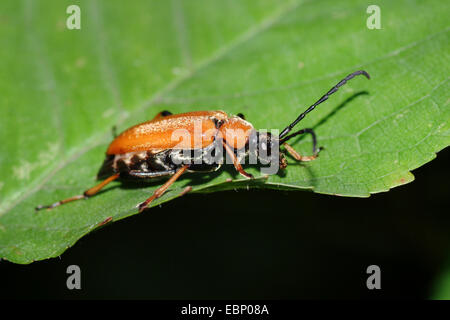 Red Longhorn Beetle (Anoplodera rubra, Stictoleptura rubra, Leptura rubra, Corymbia rubra, Aredolpona rubra), on a leaf, Germany