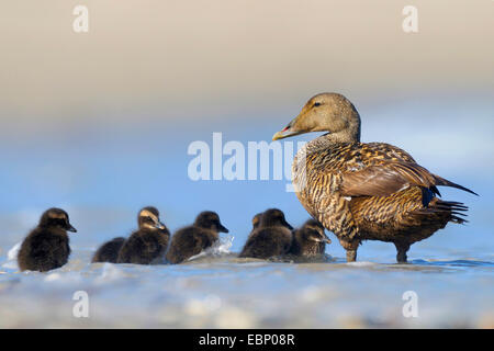Common eider (Somateria mollissima), with chicks in snow, Germany Stock Photo