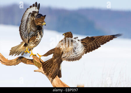 Eurasian buzzard (Buteo buteo), two buzzards on a branch in winter fighting, Germany, Baden-Wuerttemberg Stock Photo