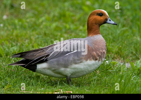 European wigeon (Anas penelope, Mareca penelope), male in a meadow, Germany, Bavaria Stock Photo