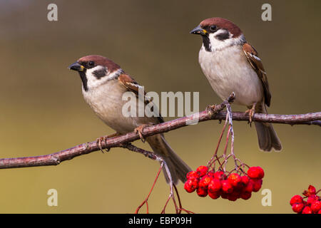 Eurasian tree sparrow (Passer montanus), two tree sparrows on a branch with berries, Germany Stock Photo
