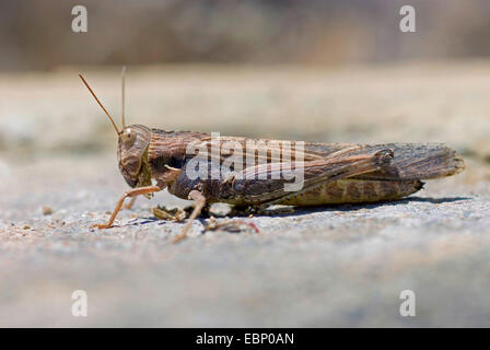 Berseem Grasshopper (Morphacris fasciata), on the ground, Portugal Stock Photo