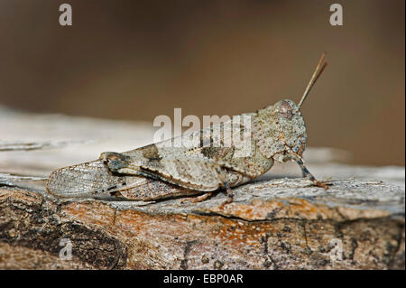 blue-winged grasshopper (Oedipoda coerulescens), on a stone, Greece Stock Photo