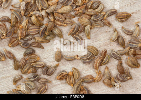 Curled parsley, Parsley (Petroselinum crispum), parsley seed Stock Photo
