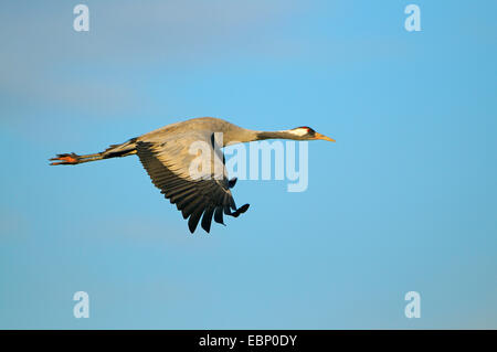 Common crane, Eurasian Crane (Grus grus), adult in flight in morning light, Germany, Mecklenburg-Western Pomerania, Western Pomerania Lagoon Area National Park Stock Photo