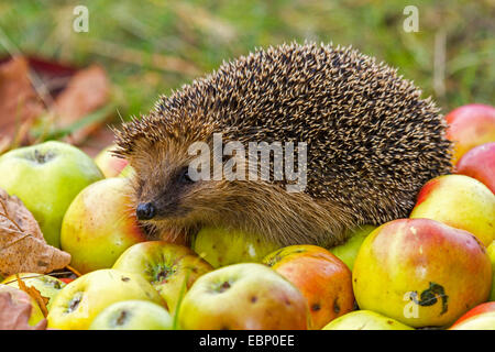 Western hedgehog, European hedgehog (Erinaceus europaeus), climbing on collected apples, Germany Stock Photo