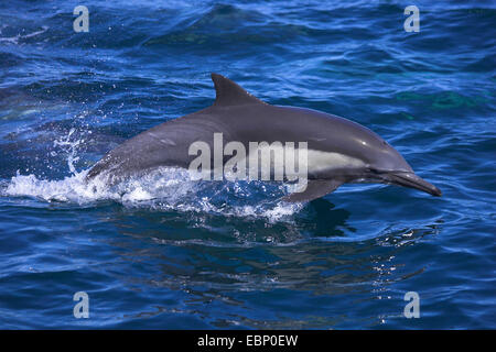 Long-beaked common dolphin, Long-beaked dolphin, Common dolphin, Saddleback dolphin, Criss-cross dolphin, hourglass dolphin, Cape dolphin, Common porpoise, white-bellied porpoise (Delphinus capensis), jumping out of the sea, Mexico, Baja California, Sea of Cortez Stock Photo