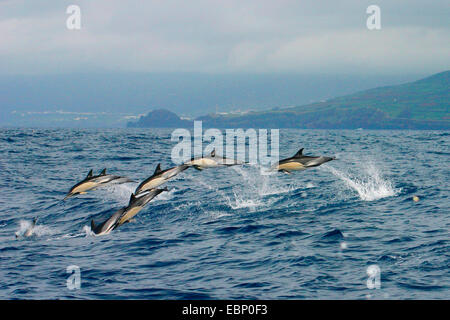 common dolphin, short-beaked Common Dolphin, saddleback(ed) dolphin, crisscross dolphin (Delphinus delphis), school jumping out of the water with high speed, in the Background  Faial with Horta, Portugal, Azores, Pico Stock Photo