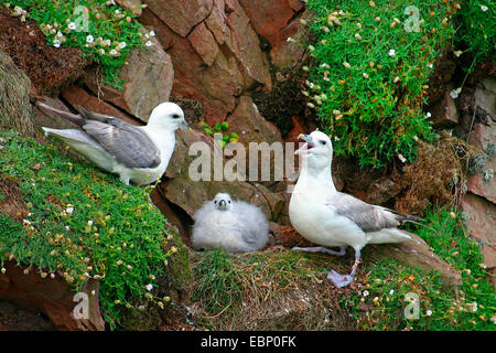 northern fulmar (Fulmarus glacialis), breeding pair of northern fulmars at the nest with chicken, one of the adults threatening, United Kingdom, Scotland, Shetland Islands, Fair Isle Stock Photo