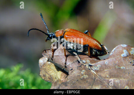 Red Longhorn Beetle (Anoplodera rubra, Stictoleptura rubra, Leptura rubra, Corymbia rubra, Aredolpona rubra), female
