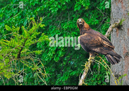 golden eagle (Aquila chrysaetos), on an outlook at a tree, Germany Stock Photo
