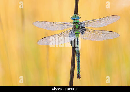 emperor dragonfly (Anax imperator), female with morning dew, Germany Stock Photo