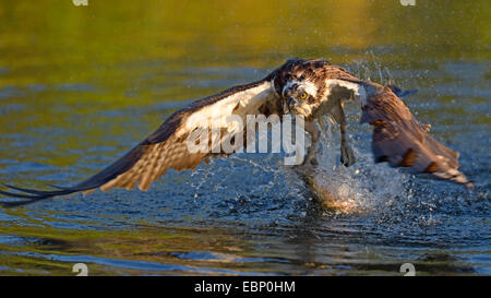 osprey, fish hawk (Pandion haliaetus), starting eagle with prey in the claws in morning light, Finland Stock Photo