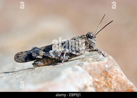 blue-winged grasshopper (Oedipoda coerulescens), on a stone, France, Corsica Stock Photo