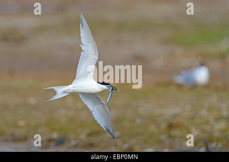 sandwich tern (Sterna sandvicensis, Thalasseus sandvicensis), flying over breeding colony with caught fish in the bill, Netherlands Stock Photo