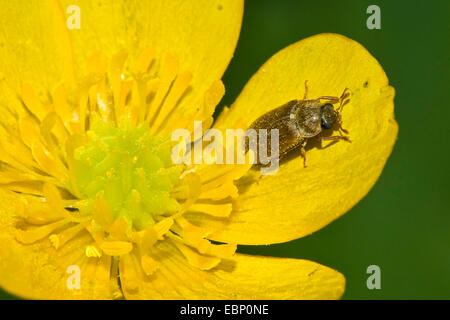 European raspberry fruitworm, raspberry beetle (Byturus tomentosus), on a flower, Germany Stock Photo