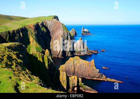 northern gannet (Sula bassana, Morus bassanus), bird rock of northern gannets at Fair Isle, Shetland in the North Atlantic, steep coast, cliffs and grassland, United Kingdom, Scotland, Shetland Islands, Fair Isle Stock Photo