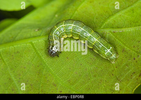 Dun-bar (Cosmia trapezina, Calymnia trapezina), caterpillar feeding on an oak leaf, Germany Stock Photo