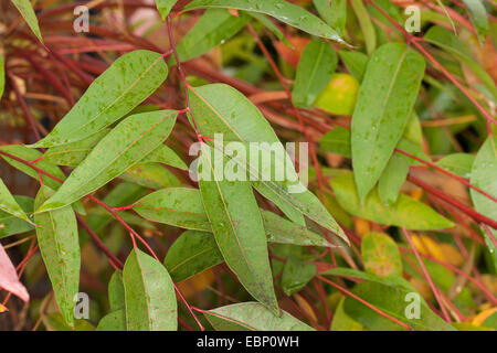 Flooded gum, Rose gum, Rose Gum Eucalyptus, Gum, Ironbark (Eucalyptus grandis), branch Stock Photo
