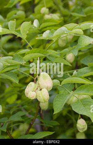 Bladdernut, European Bladdernut (Staphylea pinnata), twig with fruits ...