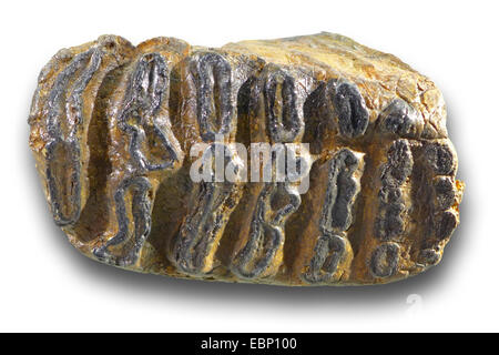 Steppe mammoth (Mammuthus trogontherii), molar of a Steppe mammuth (middle pleistocene 300.000 years), locality: North Sea Stock Photo