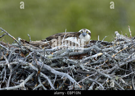 osprey, fish hawk (Pandion haliaetus), female gathering its chicks under the wings while raining, Finland Stock Photo