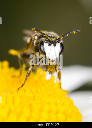 plasterer bee, polyester bee (Hylaeus nigritus), Hylaeus bee male with a drop in the mouth on ox-eye daisy flower, Germany Stock Photo