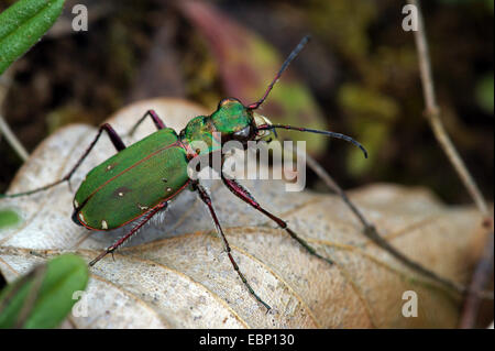 Green tiger beetle (Cicindela campestris), sitting on a dry leaf, Germany, Bavaria, Oberbayern, Upper Bavaria Stock Photo