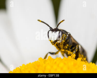 plasterer bee, polyester bee (Hylaeus nigritus), Hylaeus bee male on ox-eye daisy flower, Germany Stock Photo