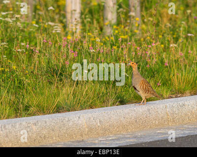 grey partridge (Perdix perdix), standing  on a curb at a roadside, Germany Stock Photo