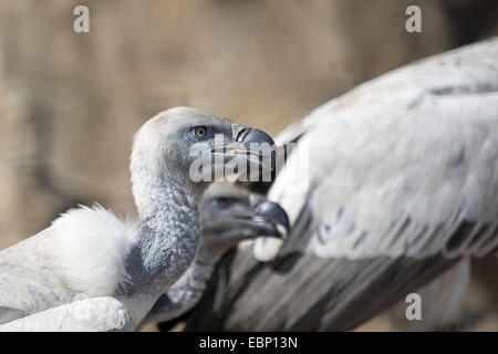 close up of cape vulture (Gyps Coprotheres) Stock Photo