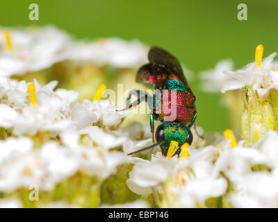 Cuckoo wasp (Hedychrum niemelaei), female foraging on common yarrow , Germany Stock Photo