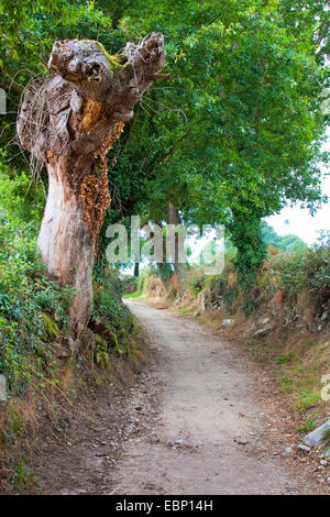 Way of St. James, hollow-way with dead tree on the way from Lavandeira to Brea, Spain, Galicia, Lugo Stock Photo
