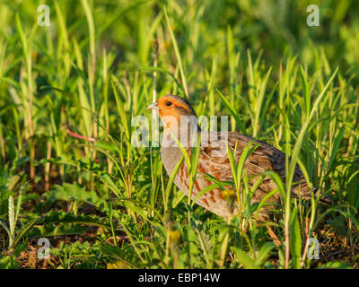 grey partridge (Perdix perdix), sitting in a meadow, Germany Stock Photo