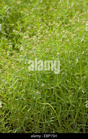 Black Psyllium, Dark Psyllium, African plantain, Glandular plantain (Psyllium afrum, Plantago afra, Planatgo afrum, Plantago psyllium), blooming Stock Photo