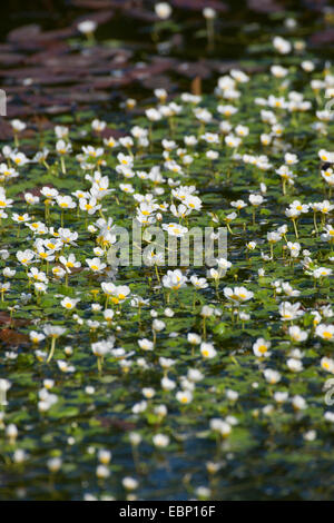 Pond Water-crowfoot, Pond Water crowfoot (Ranunculus peltatus, Ranunculus aquatilis ssp. peltatus), blooming, Germany Stock Photo